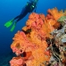 sponge_orange_ni_v_0705_png1589.jpg